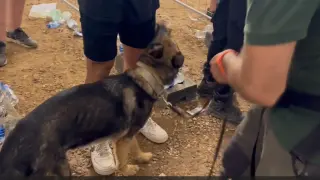 Un perro especializado en la detección de drogas durante los controles en el festival.