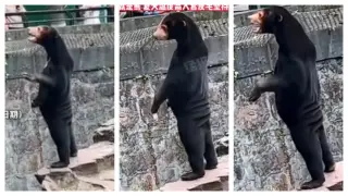 El oso malayo del zoo de Hangzou