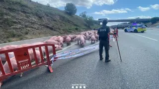 Los cerdos que sobrevivieron al accidente invadieron la calzada