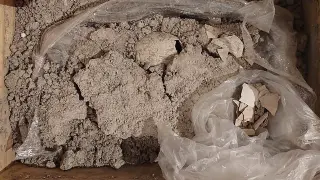 El fósil descubierto en México