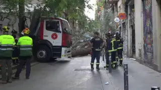 Una joven muere al caerle encima una palmera en Barcelona