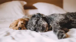 Dos perros sobre la cama