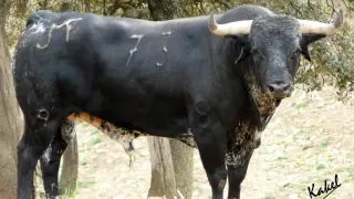 La ganadería Los Maños debuta este jueves en Huesca con una corrida de toros.