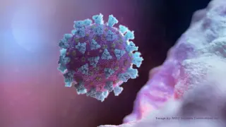 FILE PHOTO: A computer image created by Nexu Science Communication together with Trinity College in Dublin, shows a model structurally representative of a betacoronavirus which is the type of virus linked to COVID-19, better known as the coronavirus linked to the Wuhan outbreak, shared with Reuters on February 18, 2020. NEXU Science Communication/via REUTERS THIS IMAGE HAS BEEN SUPPLIED BY A THIRD PARTY. MANDATORY CREDIT./File Photo