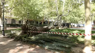 La palmera que ha sido talada, sobre el césped de la plaza de los Sitios.