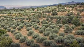 olivar olivares