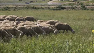 En Aragón existen casi 4.000 explotaciones de ganadería extensiva.