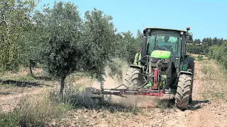Imagen de 2021 de una finca de olivos en Cretas (Teruel).