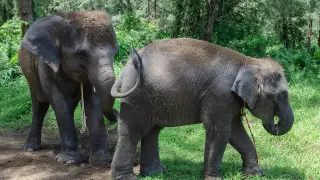 Imagen de archivo de dos elefantes asiáticos.