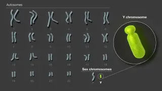 Descifrado el cromosoma sexual masculino.