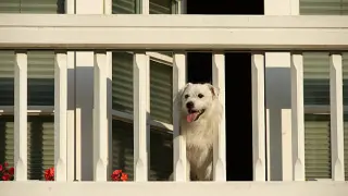 Perro balcón