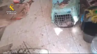 Rescatan a 4 perros y 12 gatos que se hallaban en una vivienda de Borja en condiciones higiénico sanitarias deplorables
