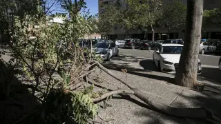 El viento ha derribado ramas de árboles en distintos puntos de la ciudad.