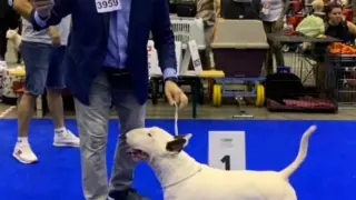 Bull Terrier ganador en Suiza