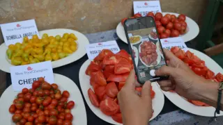 La cata de tomates de Slow Food Zaragoza se celebró en la terraza del Museo Romano