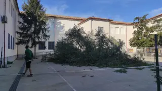 Los operarios han echado abajo el árbol con una motosierra en el patio del IES Ramón y Cajal de Huesca.