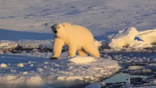 Un oso polar fotografiado en el Mar de Groenlandia.