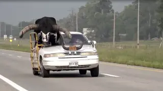 Un toro gigante de copiloto por una carretera de Nebraska (EE. UU.)