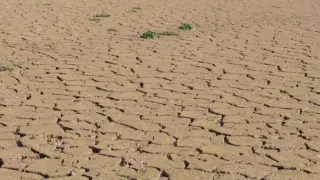 La sequía ha dejado una destacada reducción de cosecha en la práctica totalidad de los cultivos aragoneses.