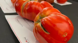 Ejemplares del tomate Perón presentados en el certamen cántabro