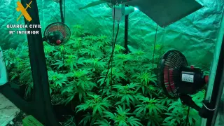 Las plantas de marihuana localizadas en el domicilio de Monzalbarba.