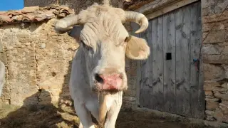 Una de las vacas afectadas por la Enfermedad Hemorrágica Epizoótica