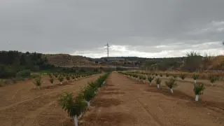 Plantación Mazaleón