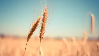 wheat-865152_1280