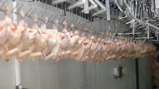 Foto de archivo de un matadero de pollos