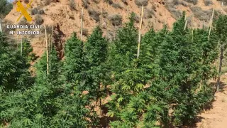 Plantación de marihuana en Belchite.