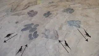 Cruce de rastros de las huellas de dinosaurios