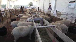 Muestra de ganado ovino en anteriores ediciones de la Feria de Cedrillas.