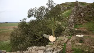 Talan el árbol Sycamore Gap en el Muro de Adriano