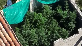 Plantación de marihuana en el Pasaje Miravella de Calatayud.
