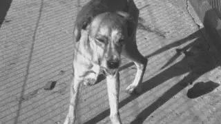 Un perro con rabia, dejando caer saliva de su boca Rabid Dog Rabid dog - saliva about to drip from mouth. 1955 M-183; tray #161, B 19459