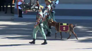 El chivo 'Pacoli' de la Legión acapara todas las miradas en el desfile del 12-O