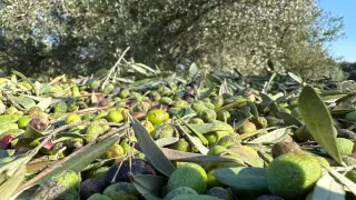 Recogida de la oliva en Ecostean.