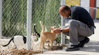 Un trabajador acaricia a varios gatos en las instalaciones del CMPA.