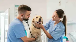 veterinario gsc1