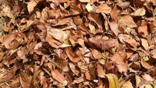 Dry_leaves_on_the_ground