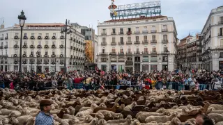 Fiesta de la Trashumancia en Madrid.