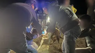 Efectivos de la Guardia Civil tratan de leer el microchip de uno de los perros de pastoreo implicados ayer lunes en el ataque mortal a una joven zamorana en un camino de concentración que une las localidades zamoranas de Roales del Pan y La Hiniesta, en el alfoz de Zamora.