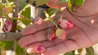 El pistacho está dando buenos frutos en Aragón, donde el cultivo ocupa ya 1.817 hectáreas.