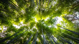 hermoso-paisaje-arboleda-bambu-bosque-arashiyama-kyoto