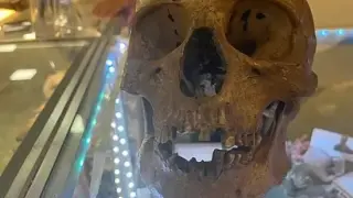 Un antropólogo descubre un cráneo humano en la sección de Halloween de una tienda de Florida