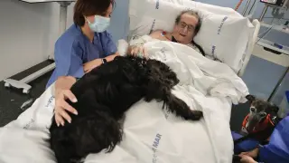 Perros terapéuticos ofrecen caricias que sanan a pacientes de la UCI del Hospital del Mar, en Barcelona.