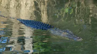 Imagen de archivo de un cocodrilo en Australia