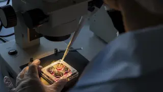 Test de fecundación in vitro en los laboratorios de Magapor.