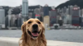 Imagen de recurso de un perro en Hong Kong