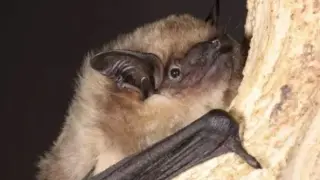 Foto de un murciélago serotino